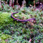 red-backed salamander